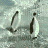 th1015417penguin2.gif